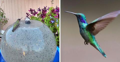 (L) A hummingbird perched on a birdbath (Cover Image Source: Reddit | u/9VoltGorilla) | (R) A hummingbird flying. (Representative Cover Image Source: Pexels | Pixabay)