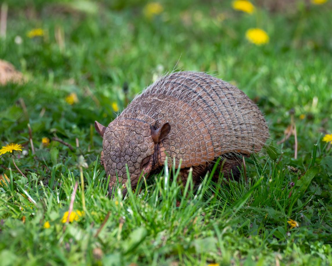 An armadillo rests with its eyes closed atop a field of grass and yellow dandelions.