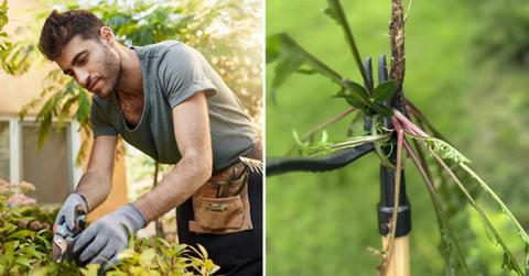 (L) Man pulling out weeds from a garden bed (Representative Cover Image Source: FreePik) | (R) Grampa's century-old weeder tool that pulls out invasive weeds (Cover Image Source: Amazon)