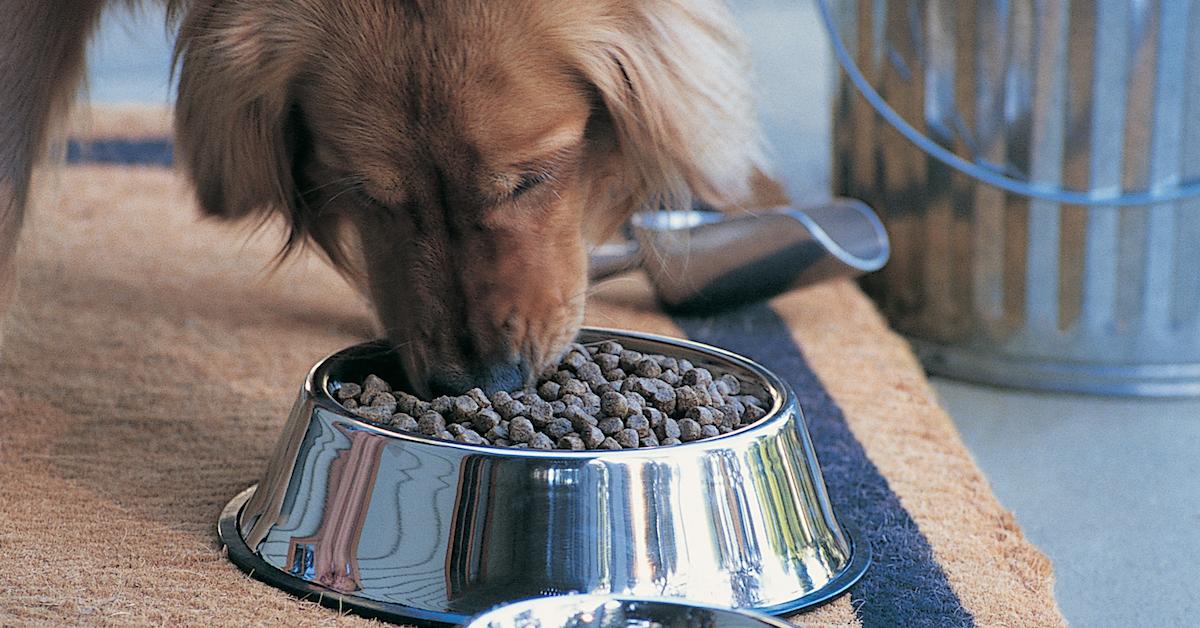 best ethical dog food