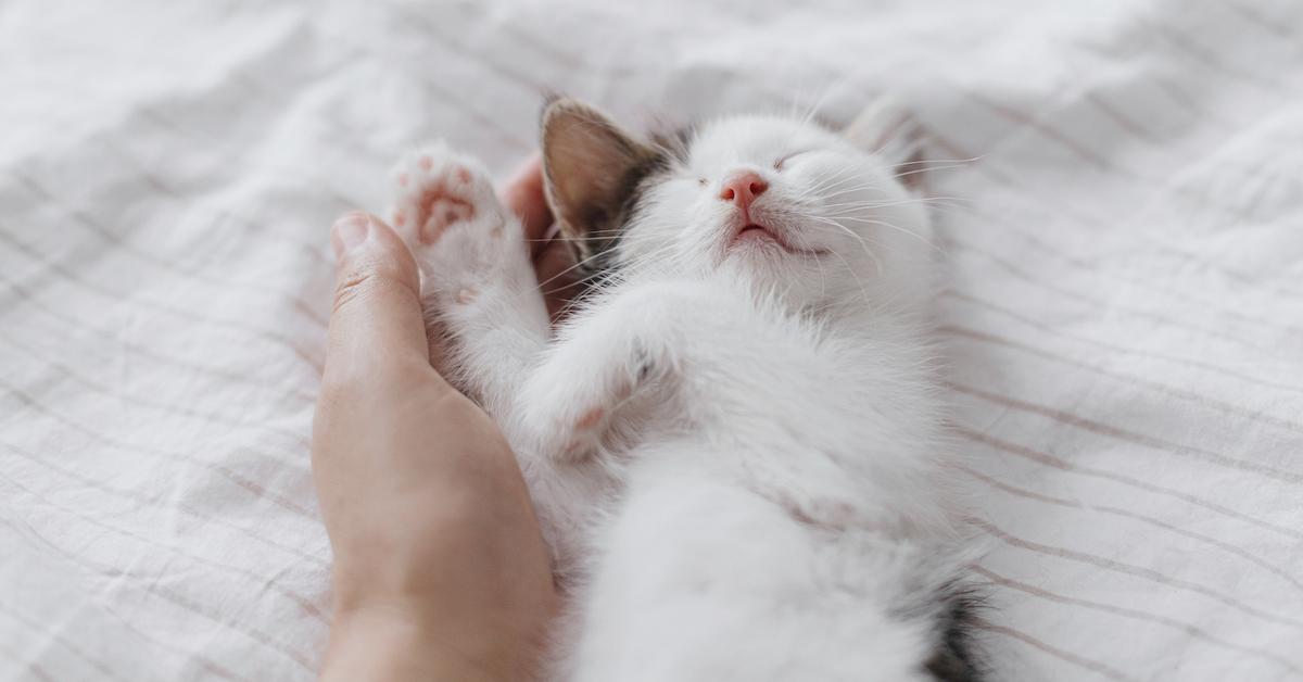 Hand hugging sleeping white kitten on bed