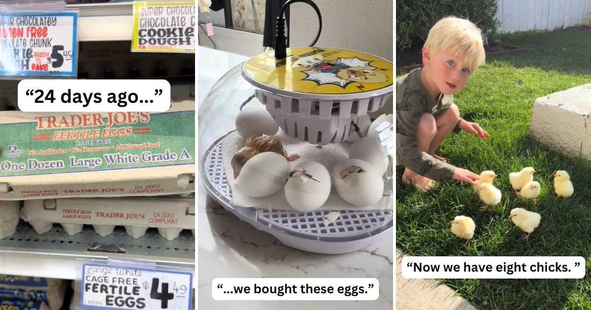 Woman shares how her Trader Joe's eggs hatched into chicks (Cover Image Source: TikTok | @thecaliforniahome)