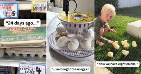 Woman shares how her Trader Joe's eggs hatched into chicks (Cover Image Source: TikTok | @thecaliforniahome)
