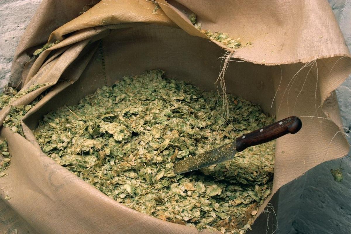 dried hops in a bag