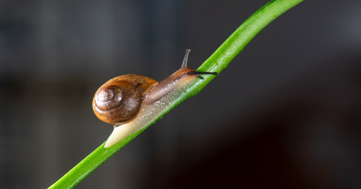 what are snails attracted to