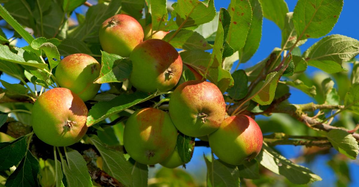 Apples on a tree.