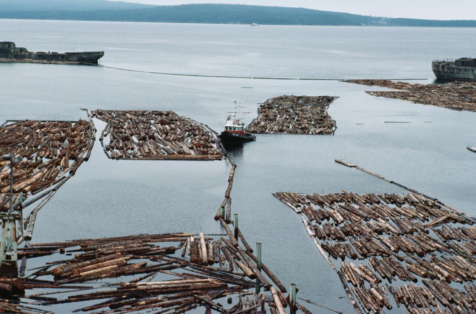 Logs placed in a harbor after deforestation