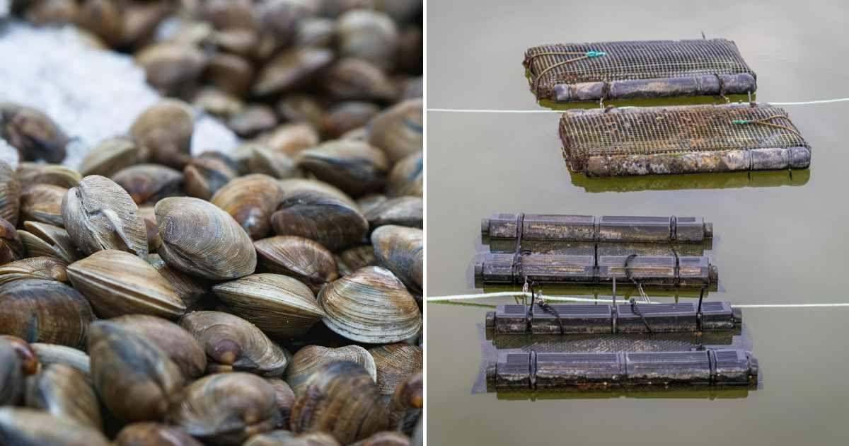 (L) A bed of grayish-brown oyster shells. (R) Oyster farm on the seashore. (Representative Cover Image Source: Pexels | (L) Kindel Media, (R) Mark Stebnicki)