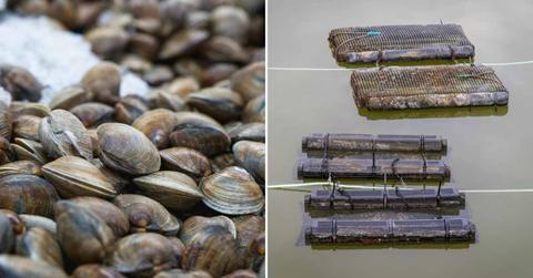 (L) A bed of grayish-brown oyster shells. (R) Oyster farm on the seashore. (Representative Cover Image Source: Pexels | (L) Kindel Media, (R) Mark Stebnicki)