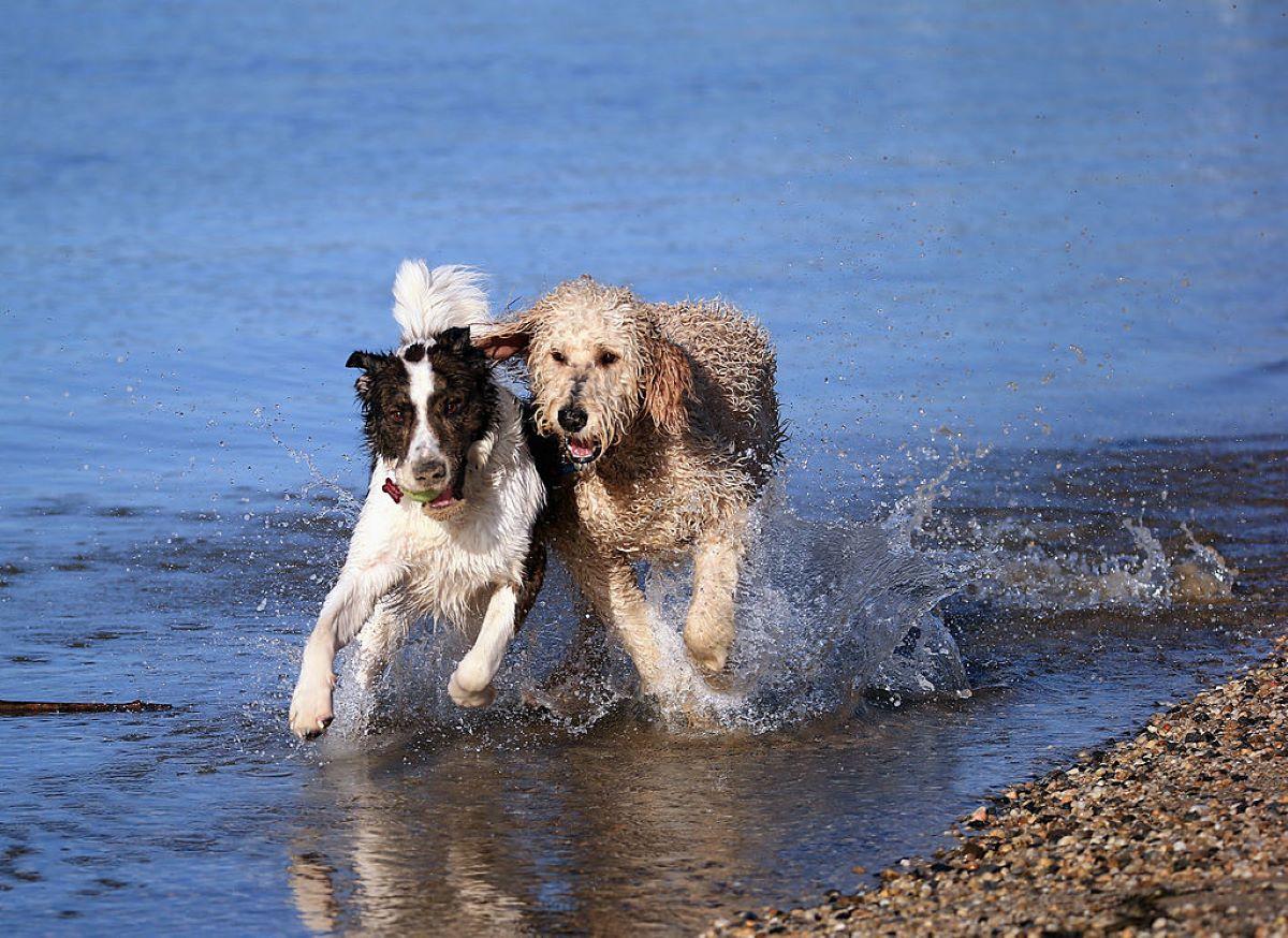 Dogs playing on the beach 