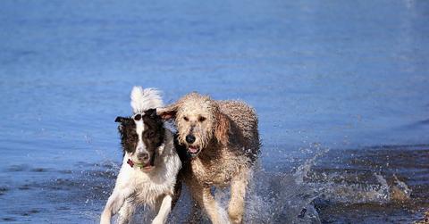 Dogs playing on the beach