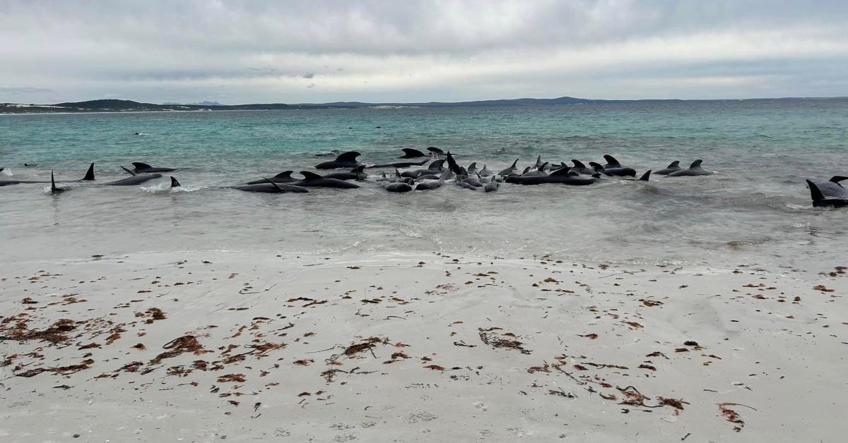 Pod of pilot whales stranded on Australian beach.