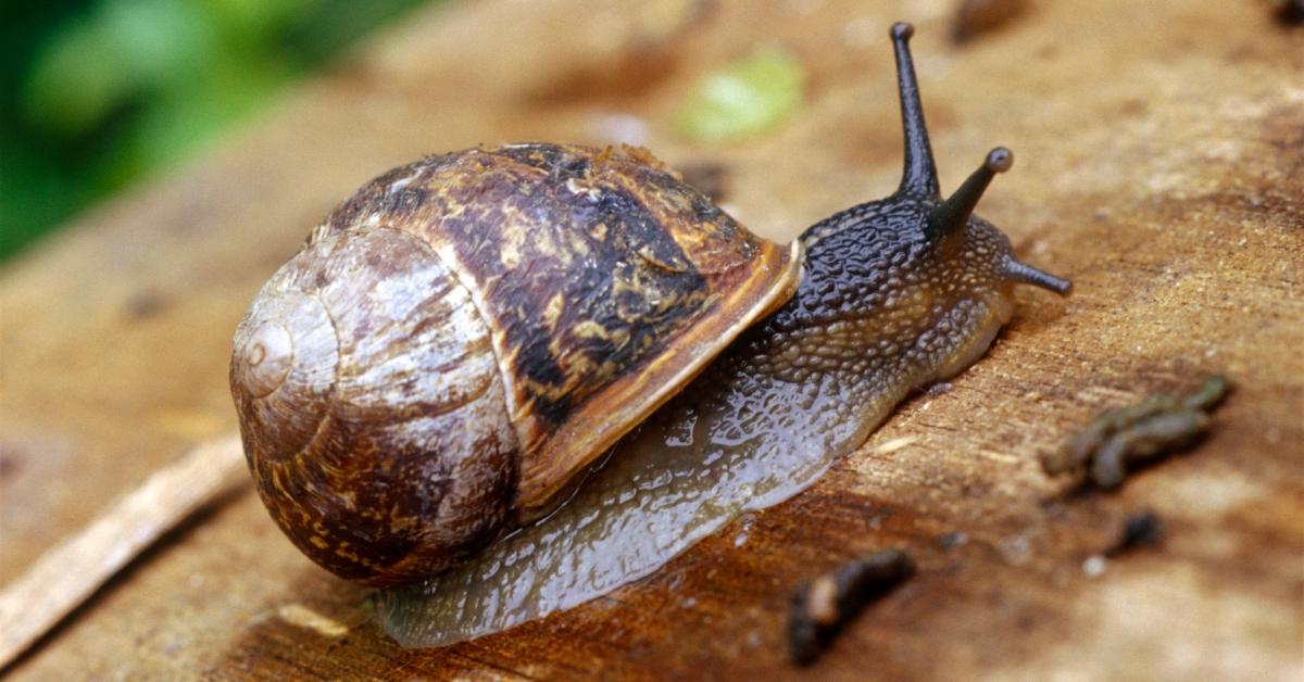 A garden snail.