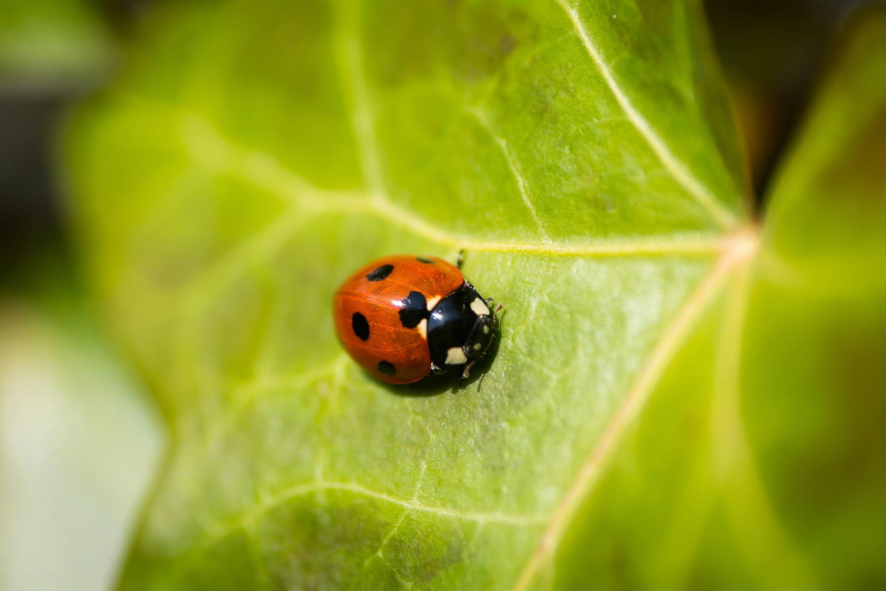 A ladybug is pictured in the center of a green leaf in a close-up photo.