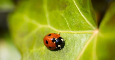 A ladybug is pictured in the center of a green leaf in a close-up photo.