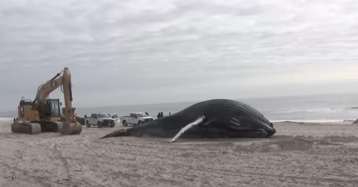 beached whale