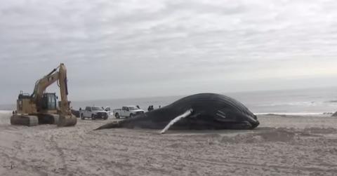 Beached Whale Long Island