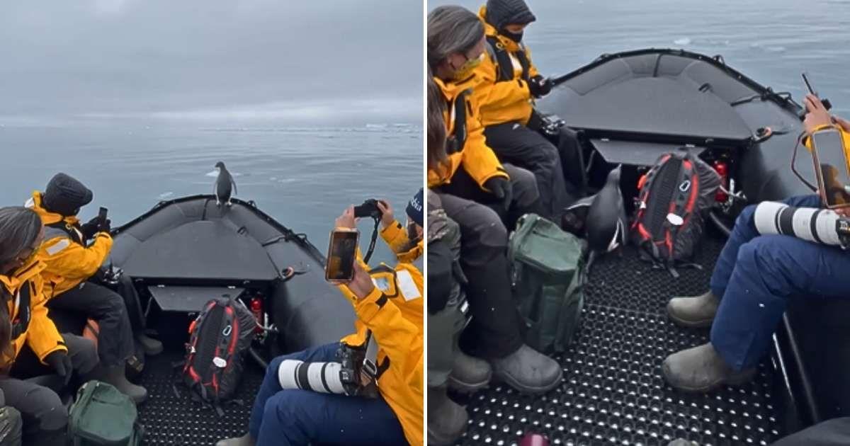 A smart penguin saves himself from a leopard seal by hitching a quick ride on a tourist boat (Cover Image Source: Instagram | @silverphotography.ru)