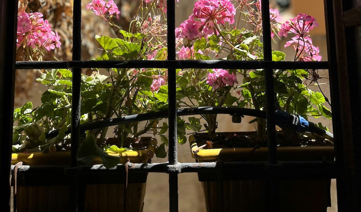 window box garden
