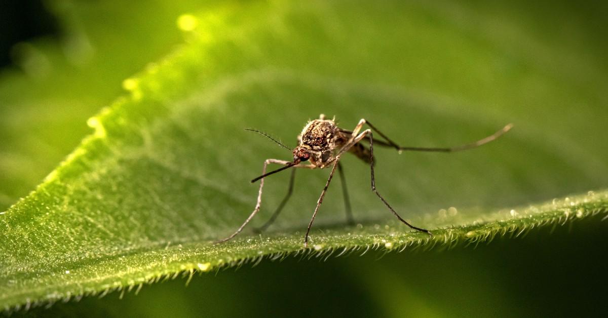 Close-up of a mosquito on a leaf