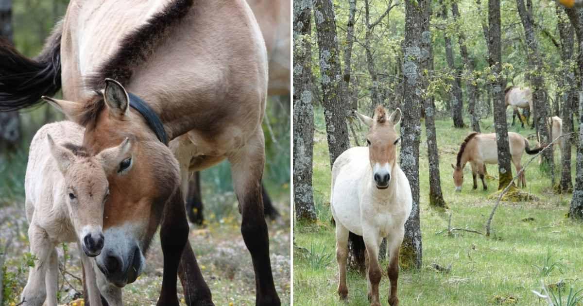 Przewalski horses reintroduced into the Iberian Highlands. (Cover Image Source: Instagram | @rewilding_spain)
