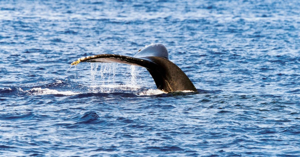 beaked whale