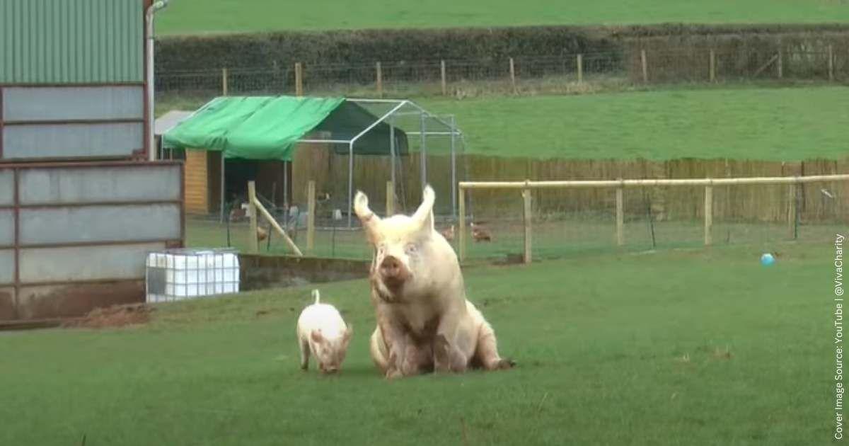 Hope, the rescued pig, and her piglets see the outside for the first time. (Cover Image Source: YouTube | @NASAGoddard)