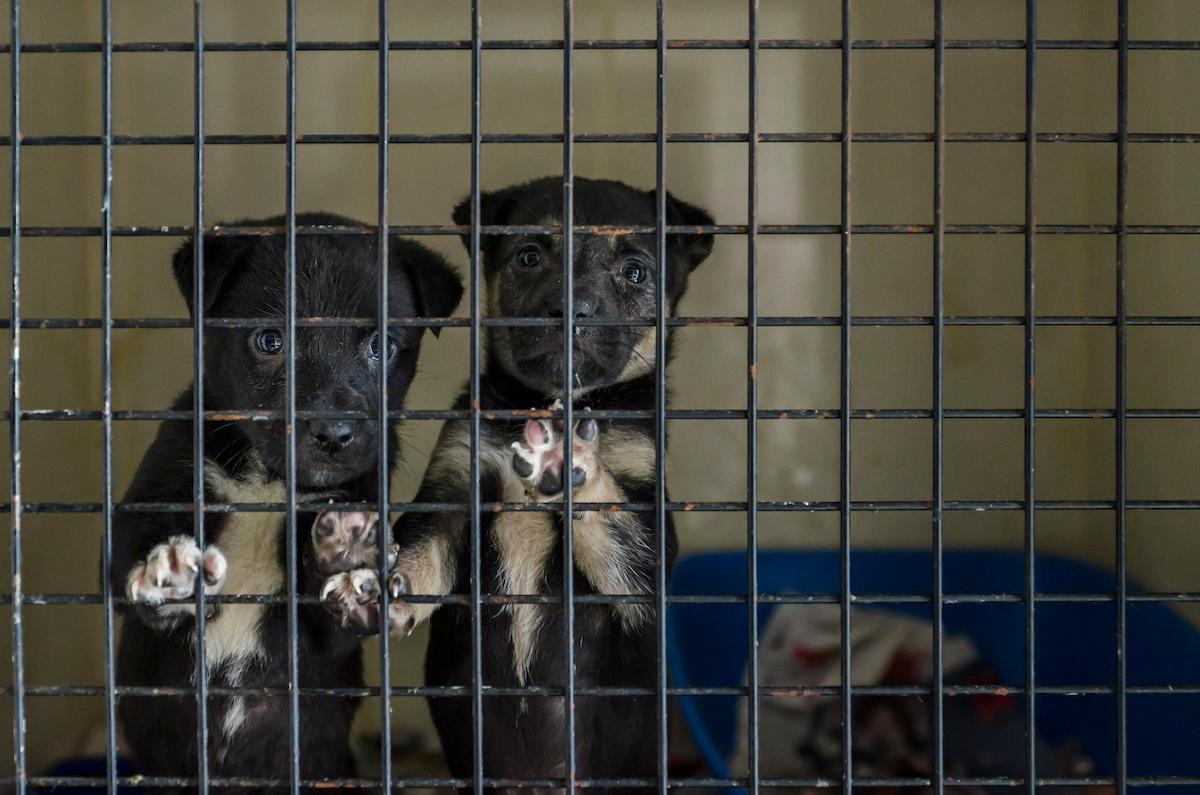 New York Senate to Ban Pet Stores From Selling Puppy Mill Dogs