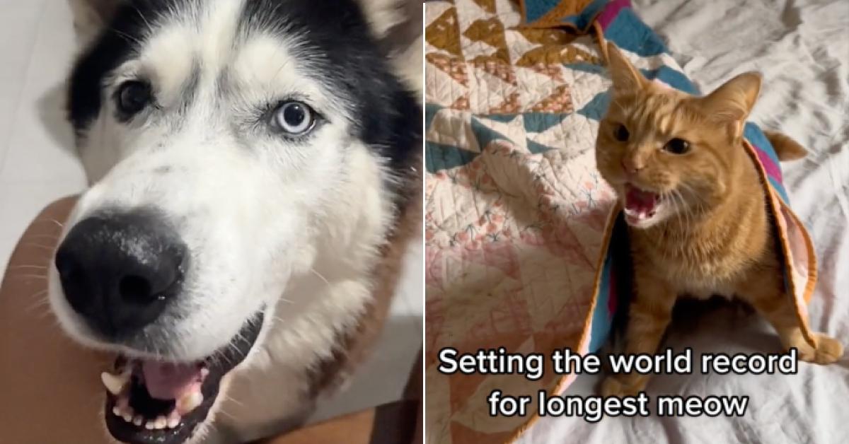 Close-up photo of a husky beside a photo of an orange tabby cat meowing on a bed