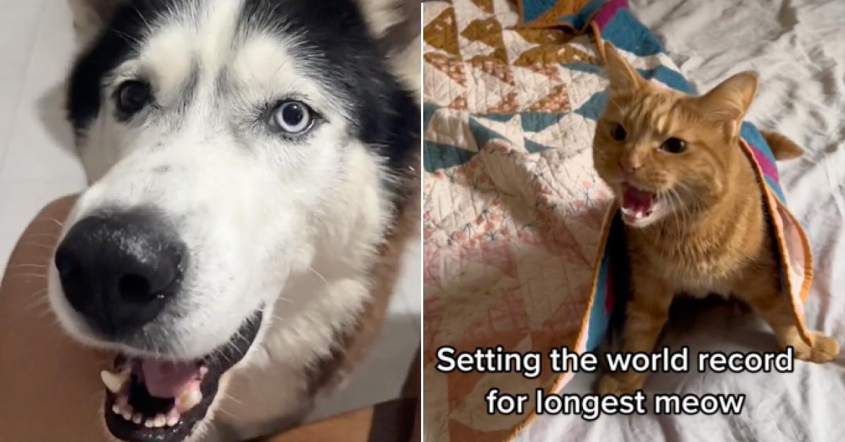 Do Animals Have Regional Accents? Dogs and Cats Can Sound so Different