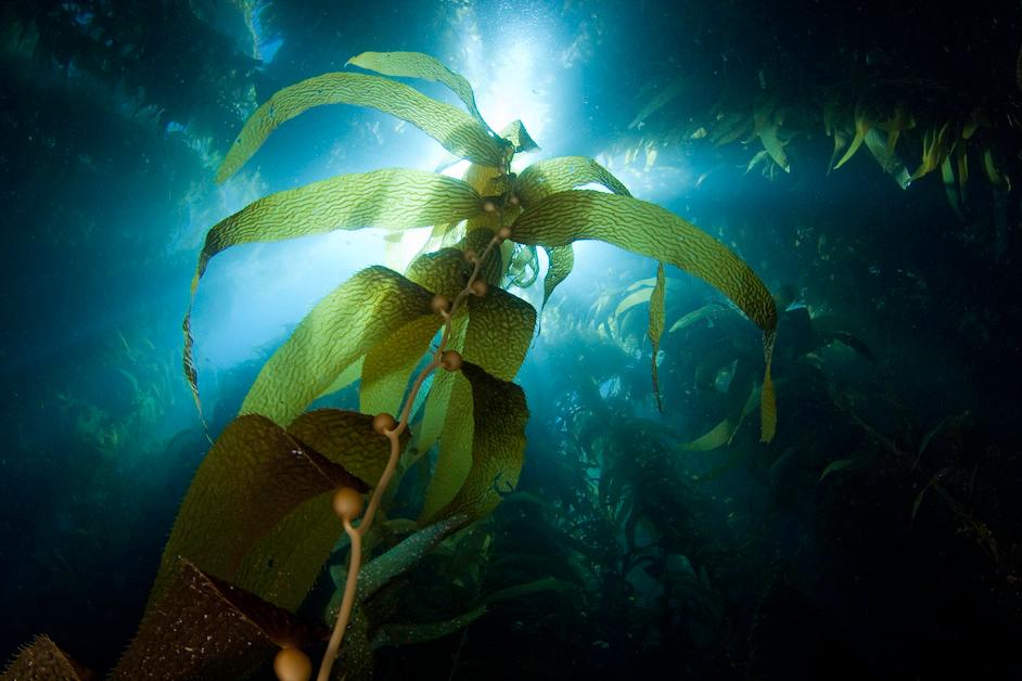 Kelp underwater with light glowing.