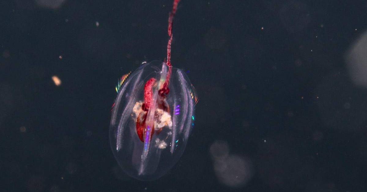One of Colombia’s elusive comb jellyfish. (Cover Image Source: Facebook | National Geographic Pristine Seas/Enric Sala)