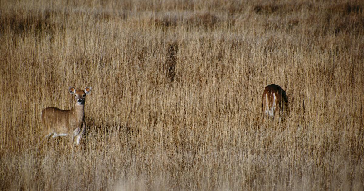 Deer Poaching