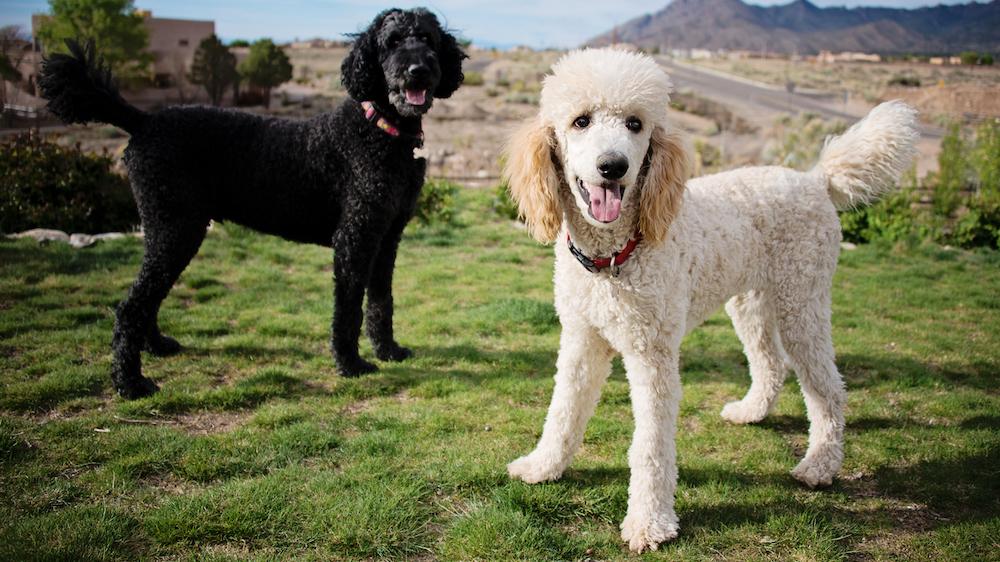 Standard poodle hot sale protective