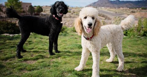 A black standard poodle and a white standard poodle standing outside.
