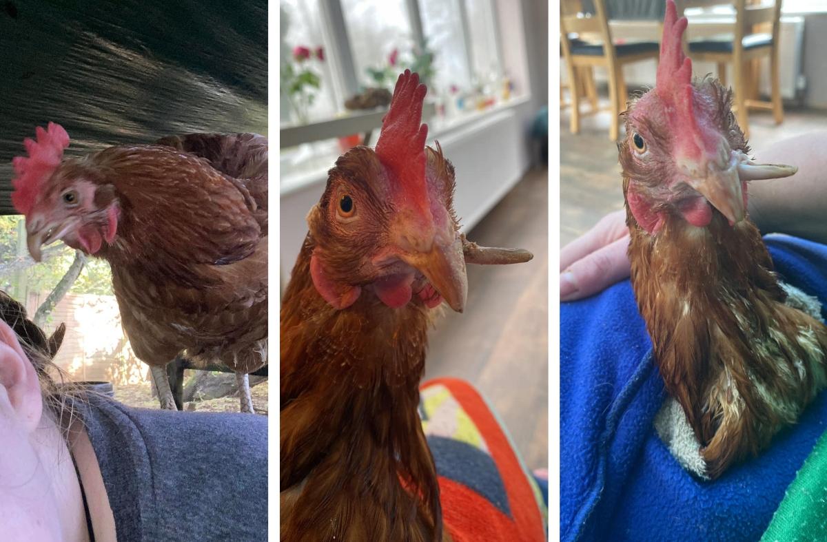 Hen With Crossed Beak Now Lives Peacefully With Other Rescues
