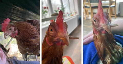 chicken with cross beak