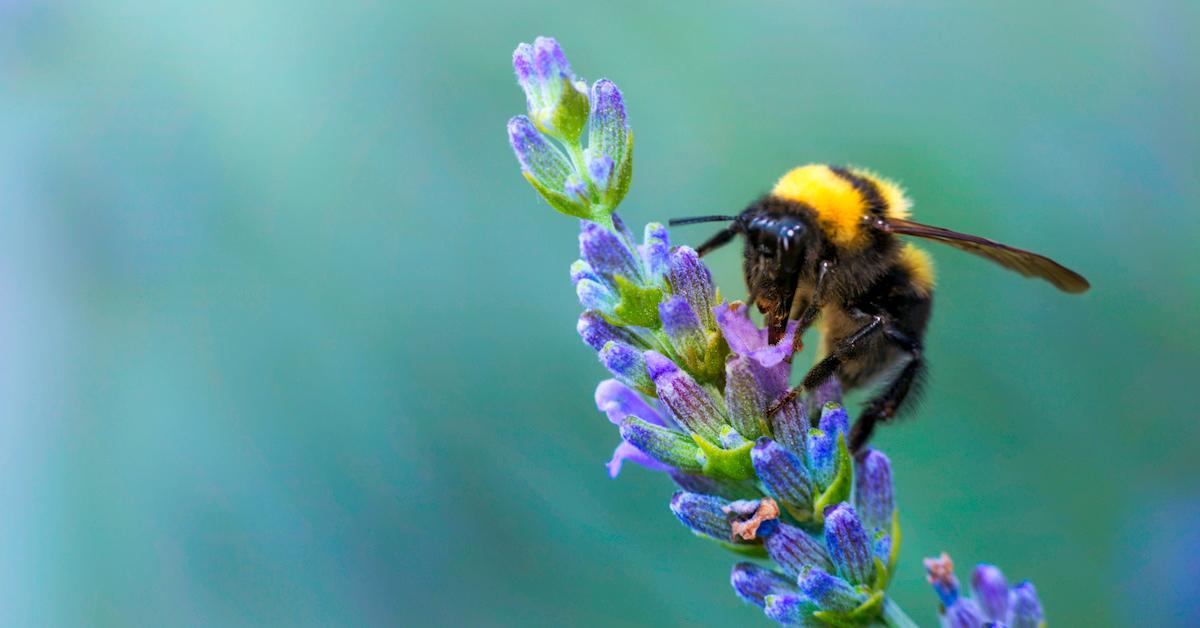 Bumblebees bite plants to make them flower early, surprising scientists