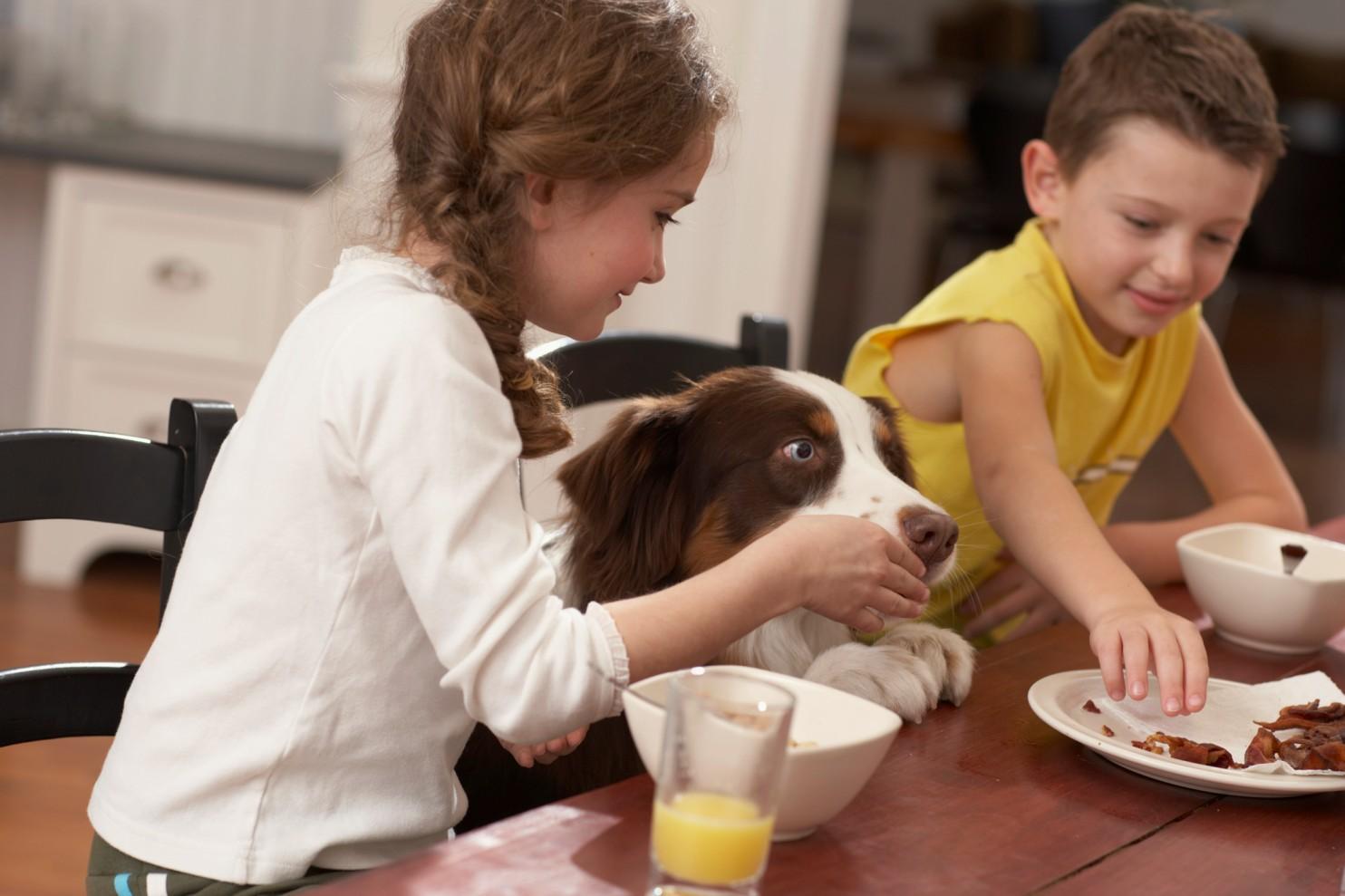 Two children at a table feed their dog from their plates.