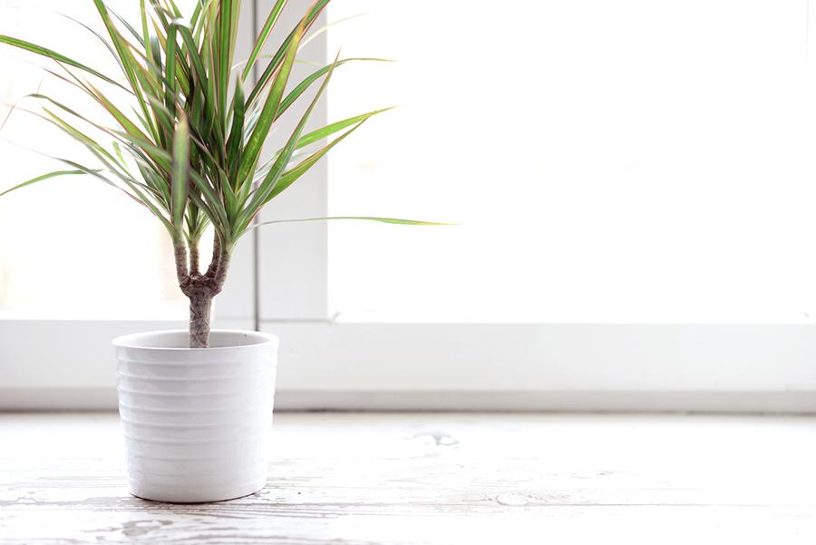 dracaena plant purify air