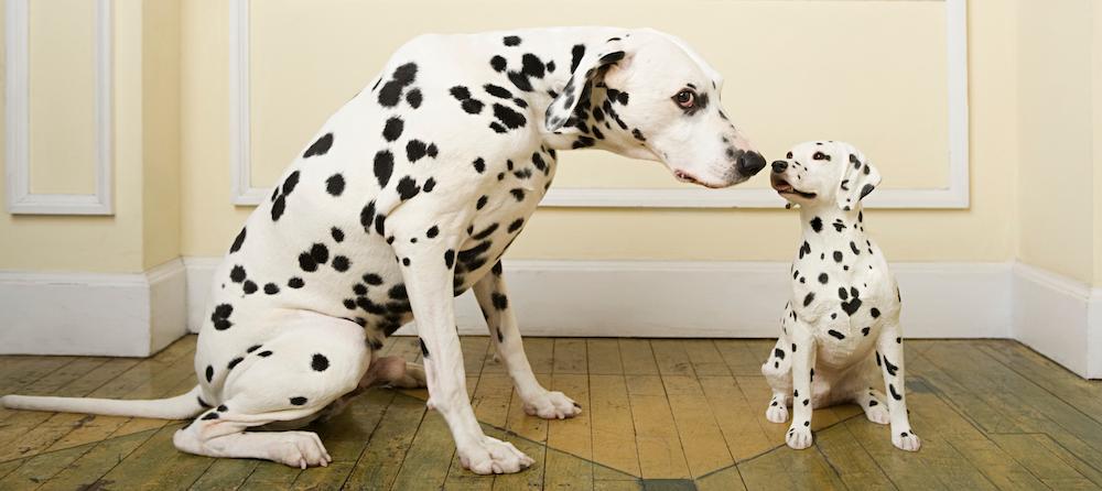 Two Dalmatians sitting together.