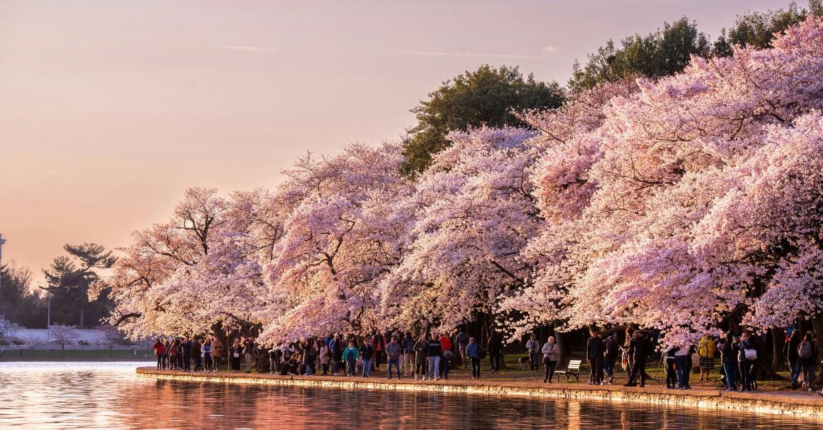 The D.C. cherry blossoms appear bright pink on a sunny day as people walk under the tree canopy 