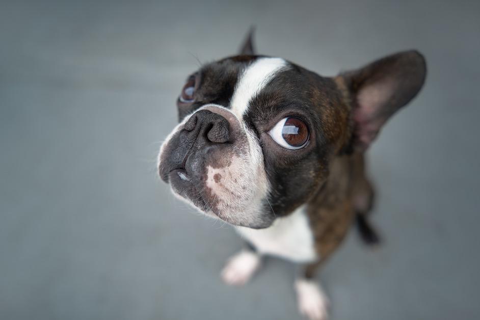 Stock photo of Boston Terrier looking up at the camera. 