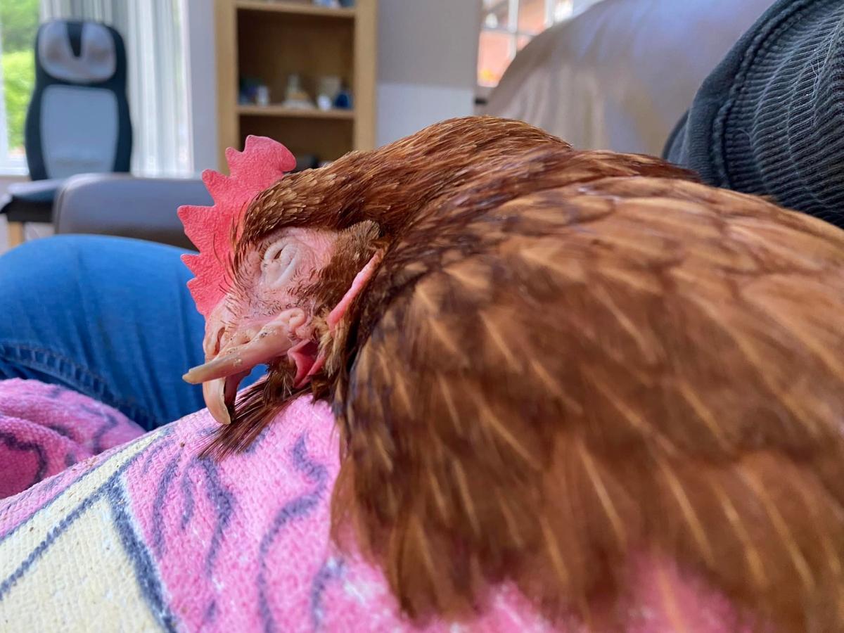 Wonka the chicken asleep on someone's lap