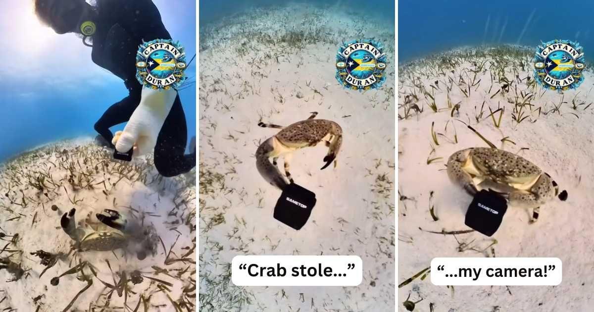 A cunning crab stole and got away with a diver's camera in a hilarious diving episode. (Cover Image Source: Instagram | @robertsduran)