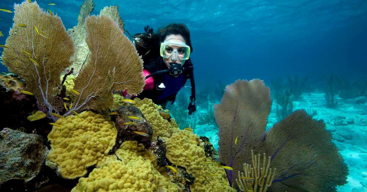 A scuba diver looking at coral reefs. (Representative Cover Image Source: Getty Images | Stephen Frink)