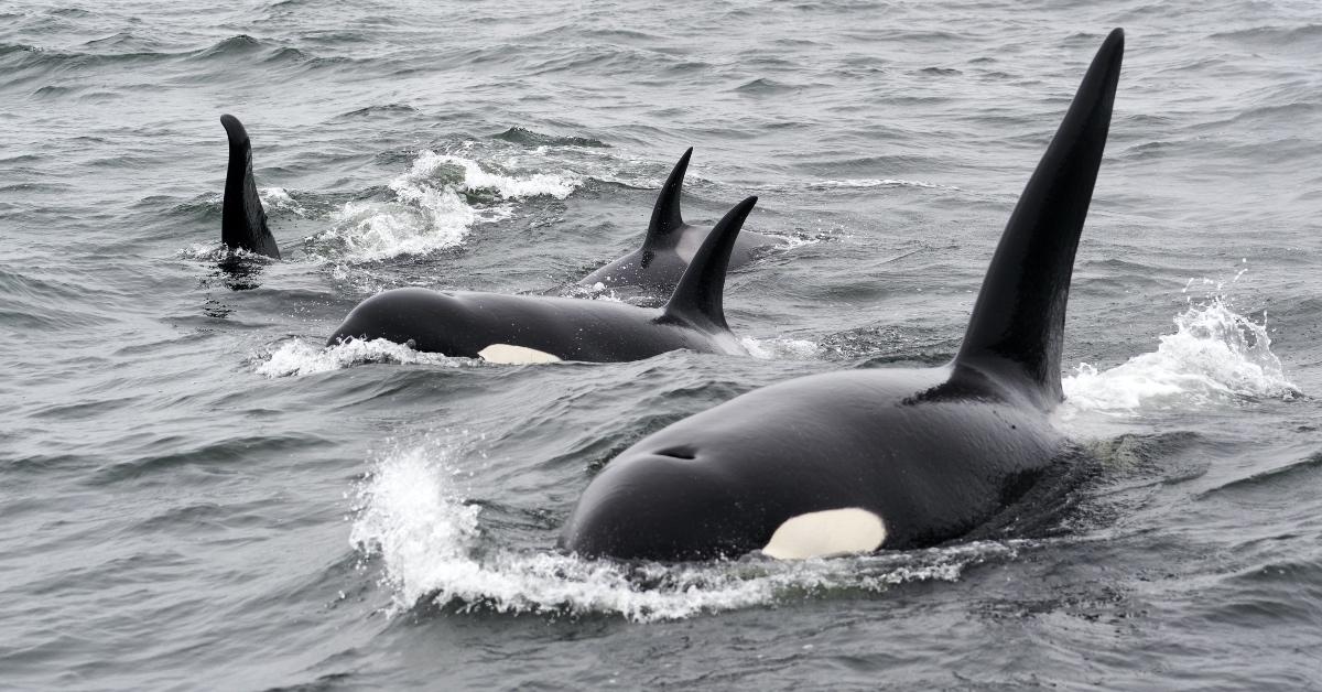 A pod of orca whales swimming together.