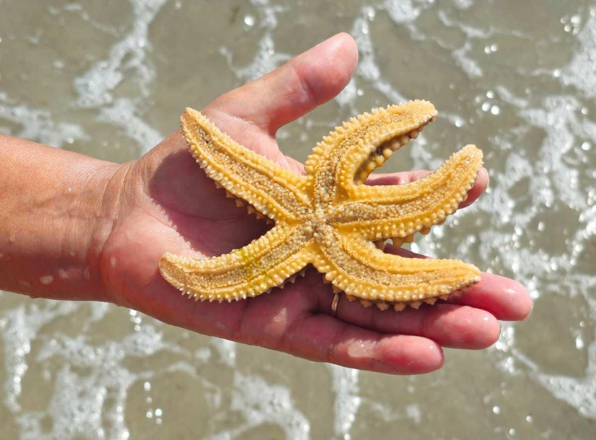 pn/ef c bf bfa ecffddf