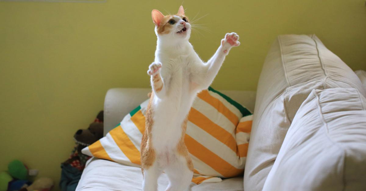 Why Does Catnip Make Cats High?