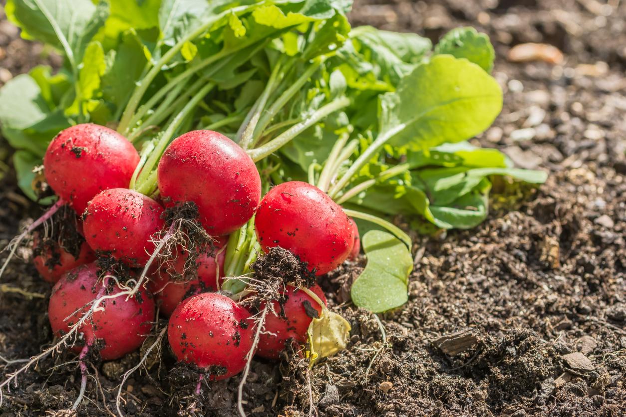 Radishes harvested from garden